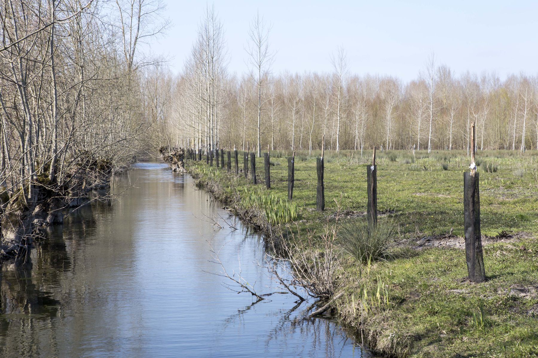 Plantation de chênes pédonculés le long du fossé ouest de la parcelle 18 du Communal du Mazeau. Le Mazeau (85)