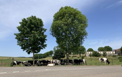 vaches ombre 380x250